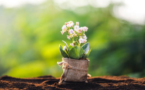 Las exportaciones de flores y plantas murcianas crecen el 28% en los diez primeros meses del año